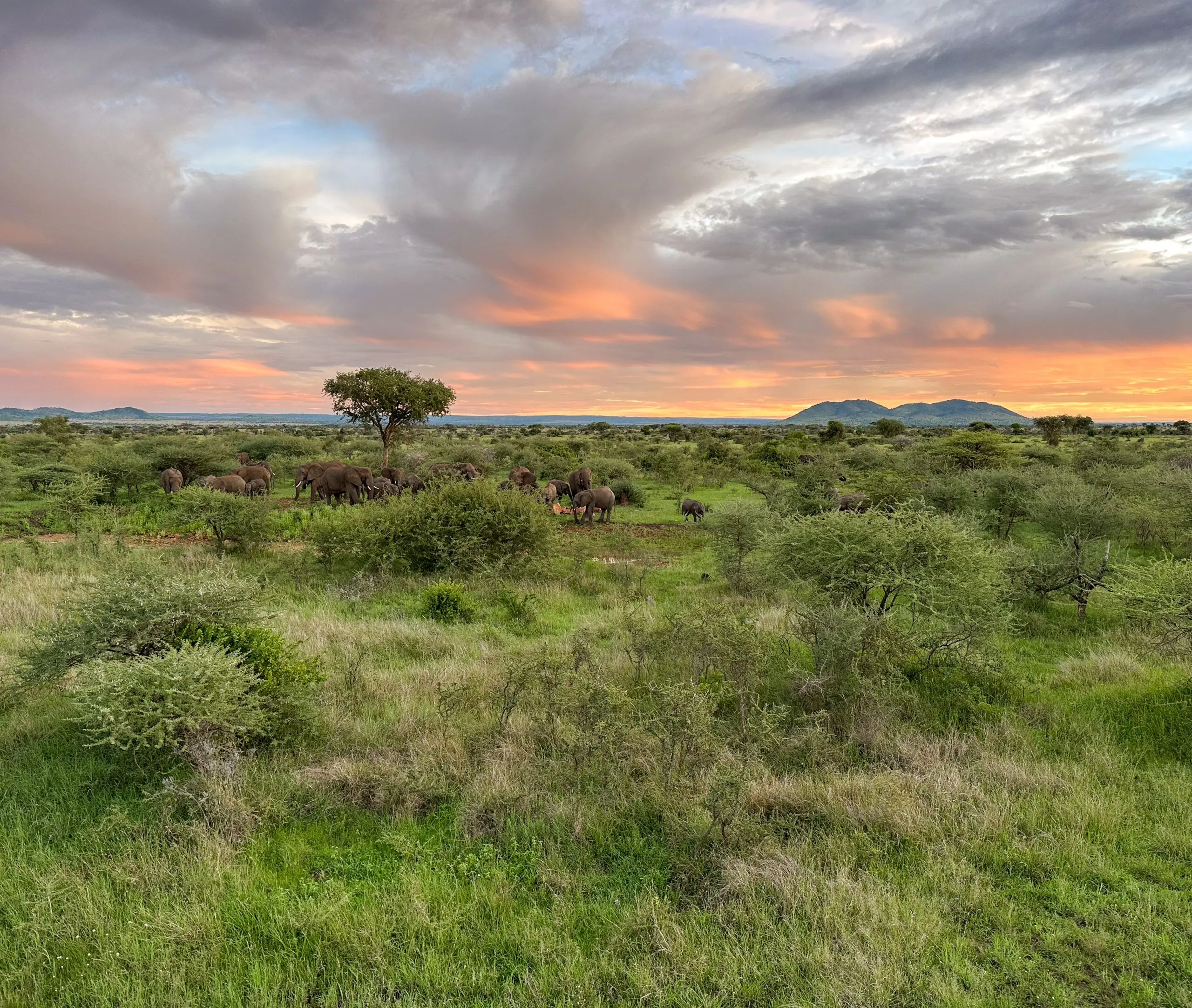 Kuoom Serengeti