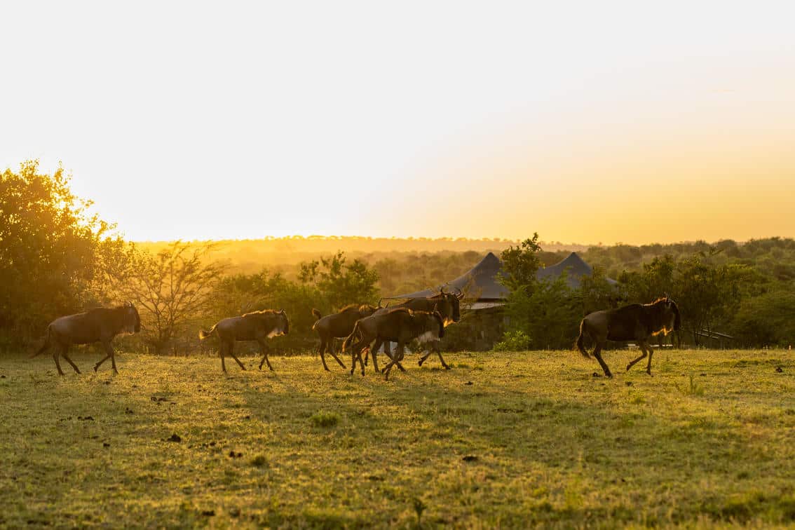 Mara Mara Tented Lodge