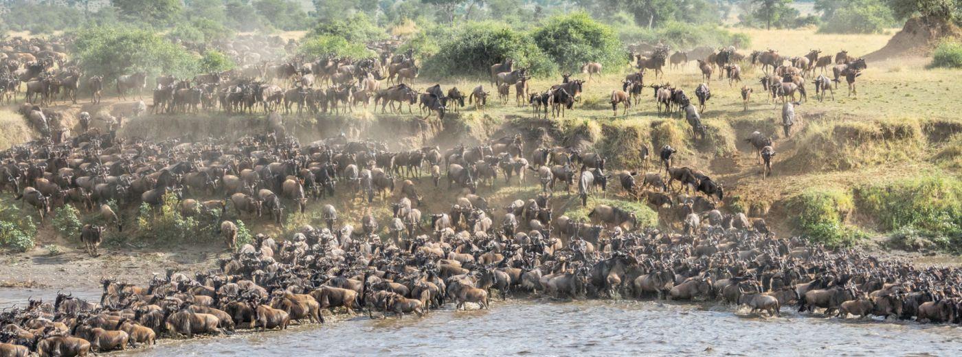 Serengeti Great Wildebeest Migrations