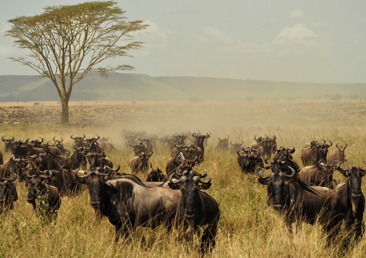 serengeti tanzania migration
