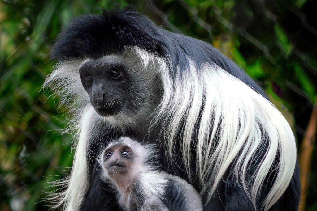 black and white colobus monkey 4001