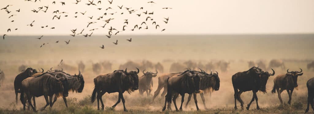 Great Wildebeest Migration