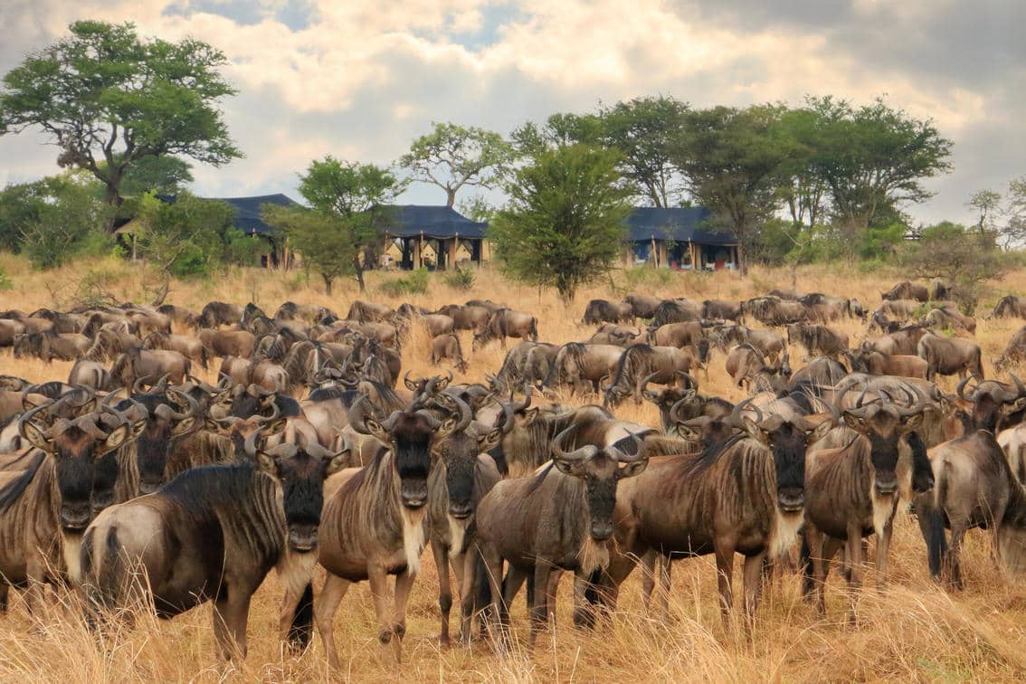 Songa Tented Camp