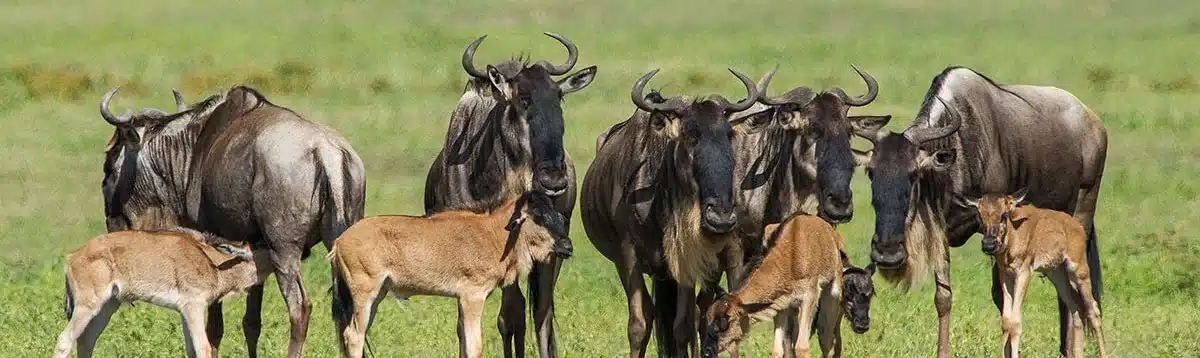 14 Days Ndutu Migration Calving Season and Zanzibar Island