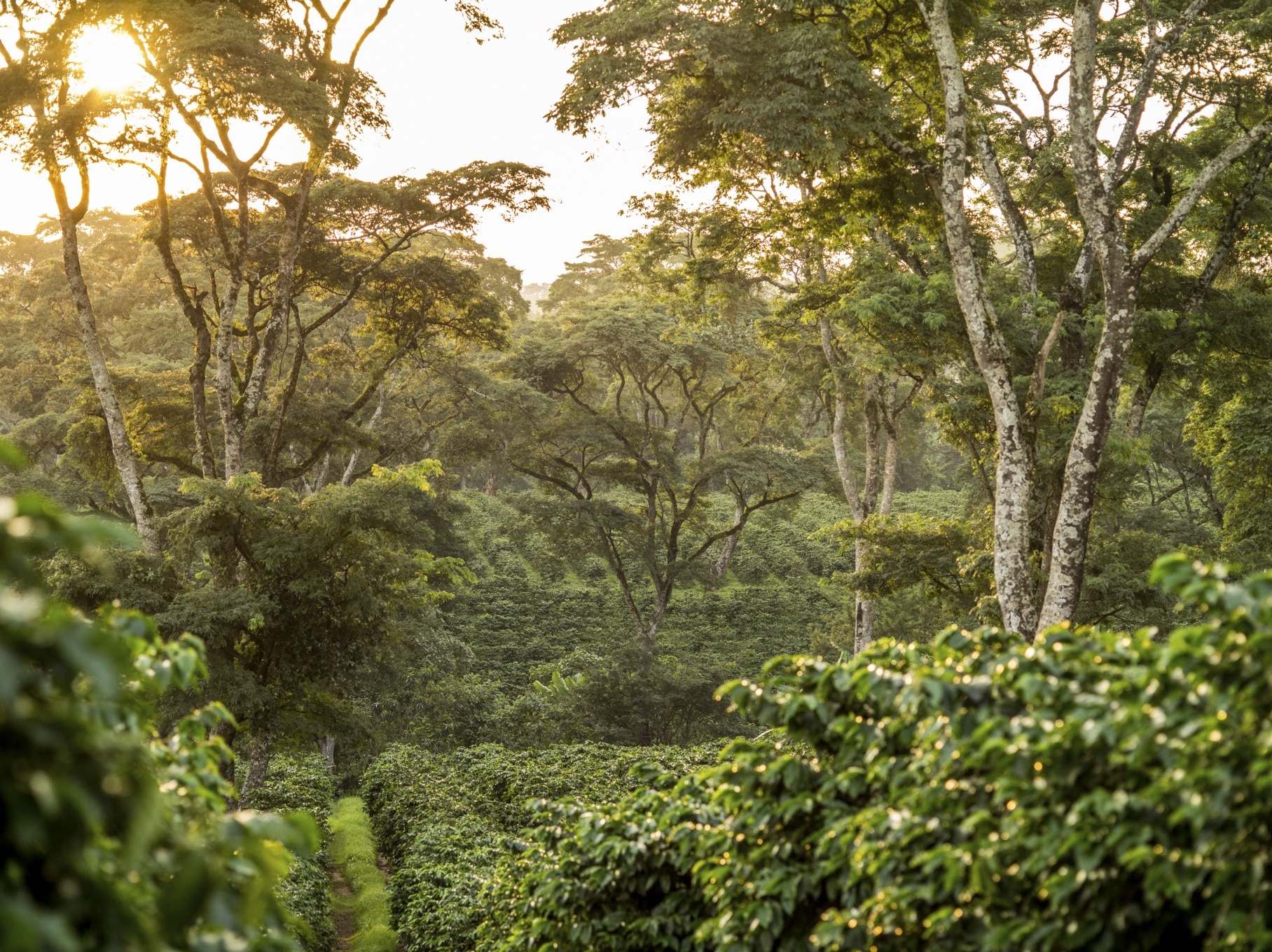 Kilimanjaro Coffee Lodge