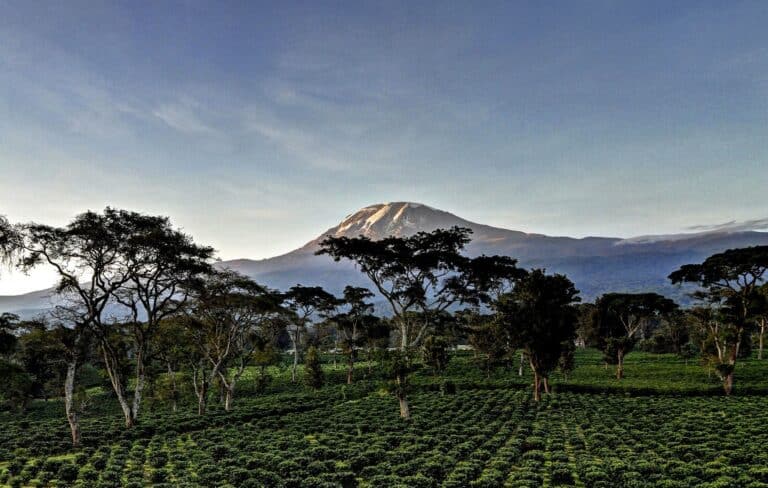 Kilimanjaro Coffee Lodge