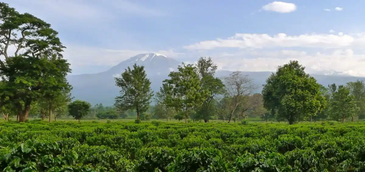 Kilimanjaro Coffee Lodge