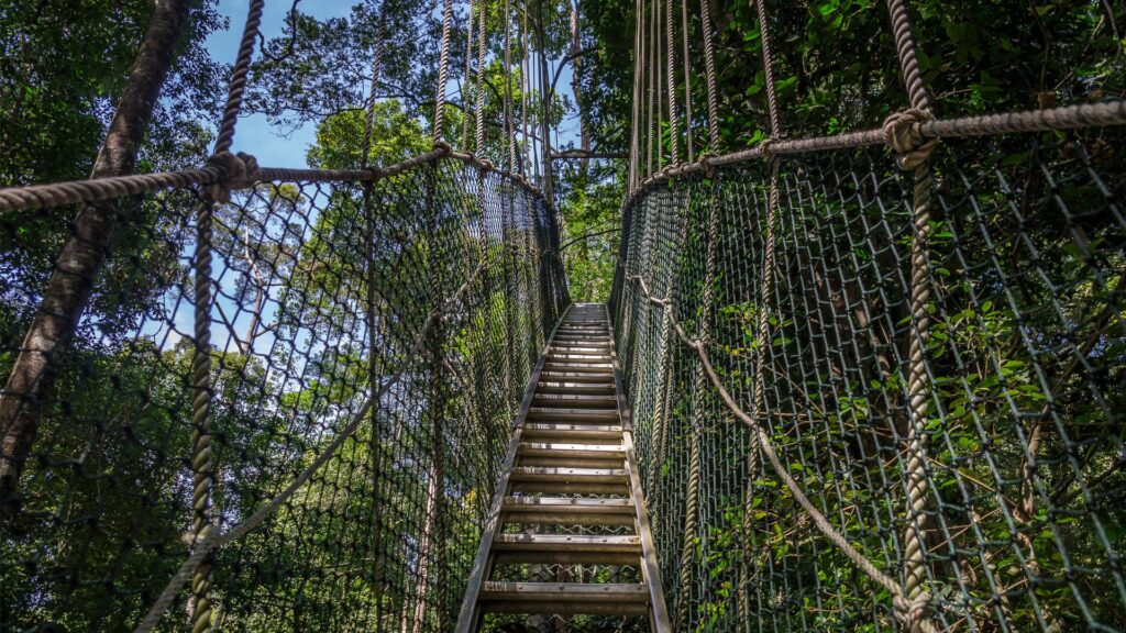 Treetop Walkway in Lake Manyara