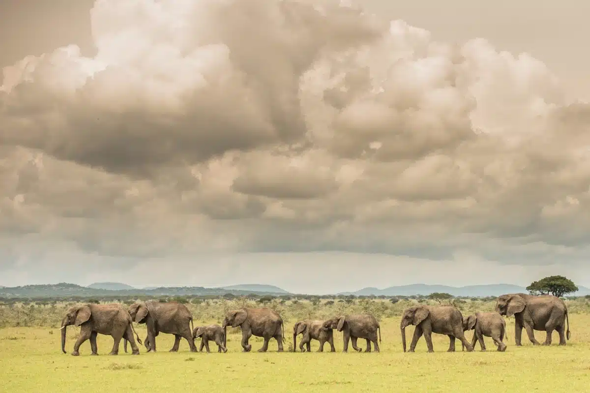 Serengeti National Park