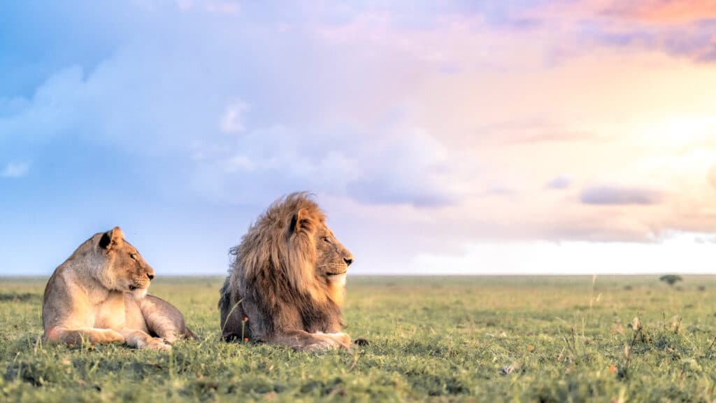 Serengeti Safari