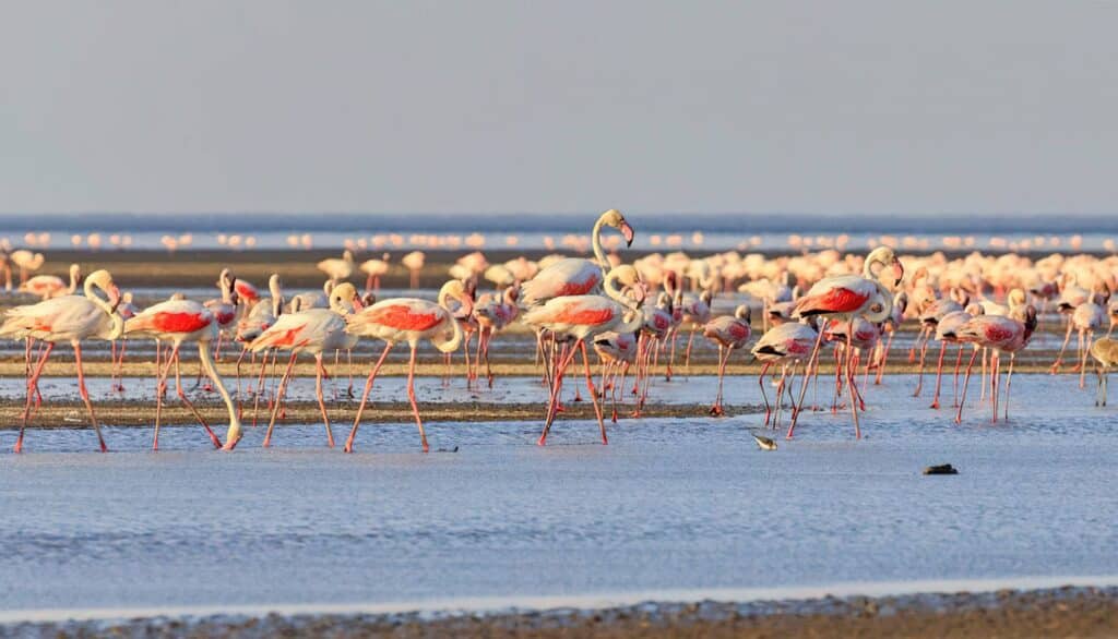 2 Days Lake Natron and Ol Donyo Lengai Tour