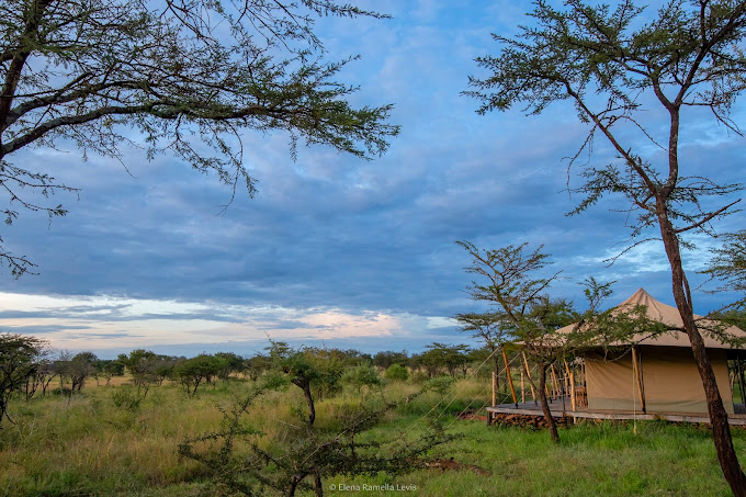 Serengeti Kifaru Tented Lodge