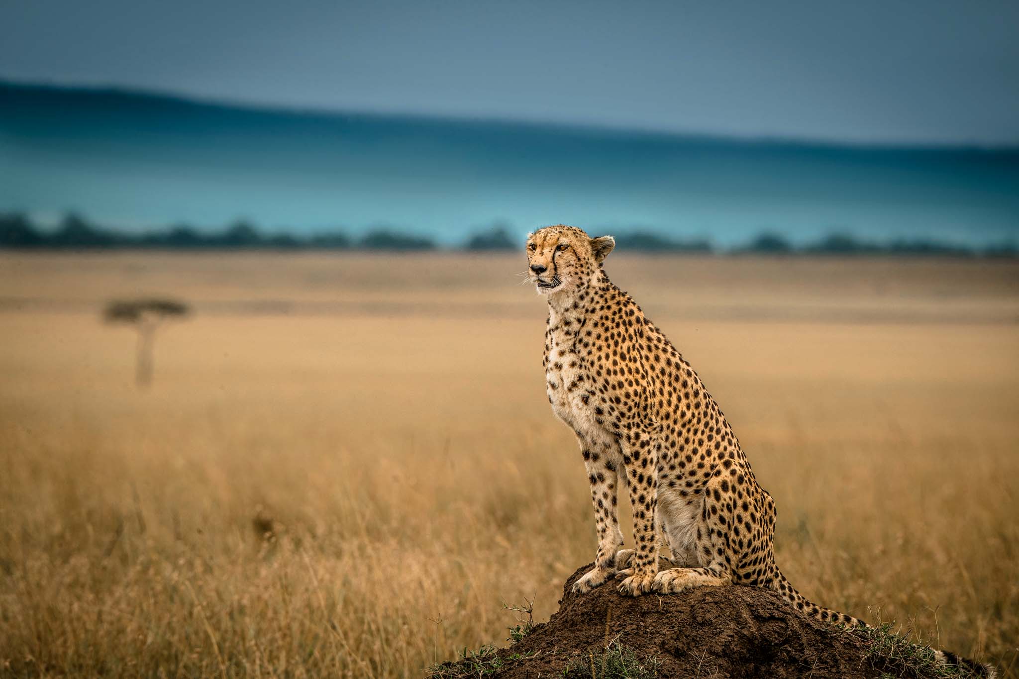 Tanzania Safari