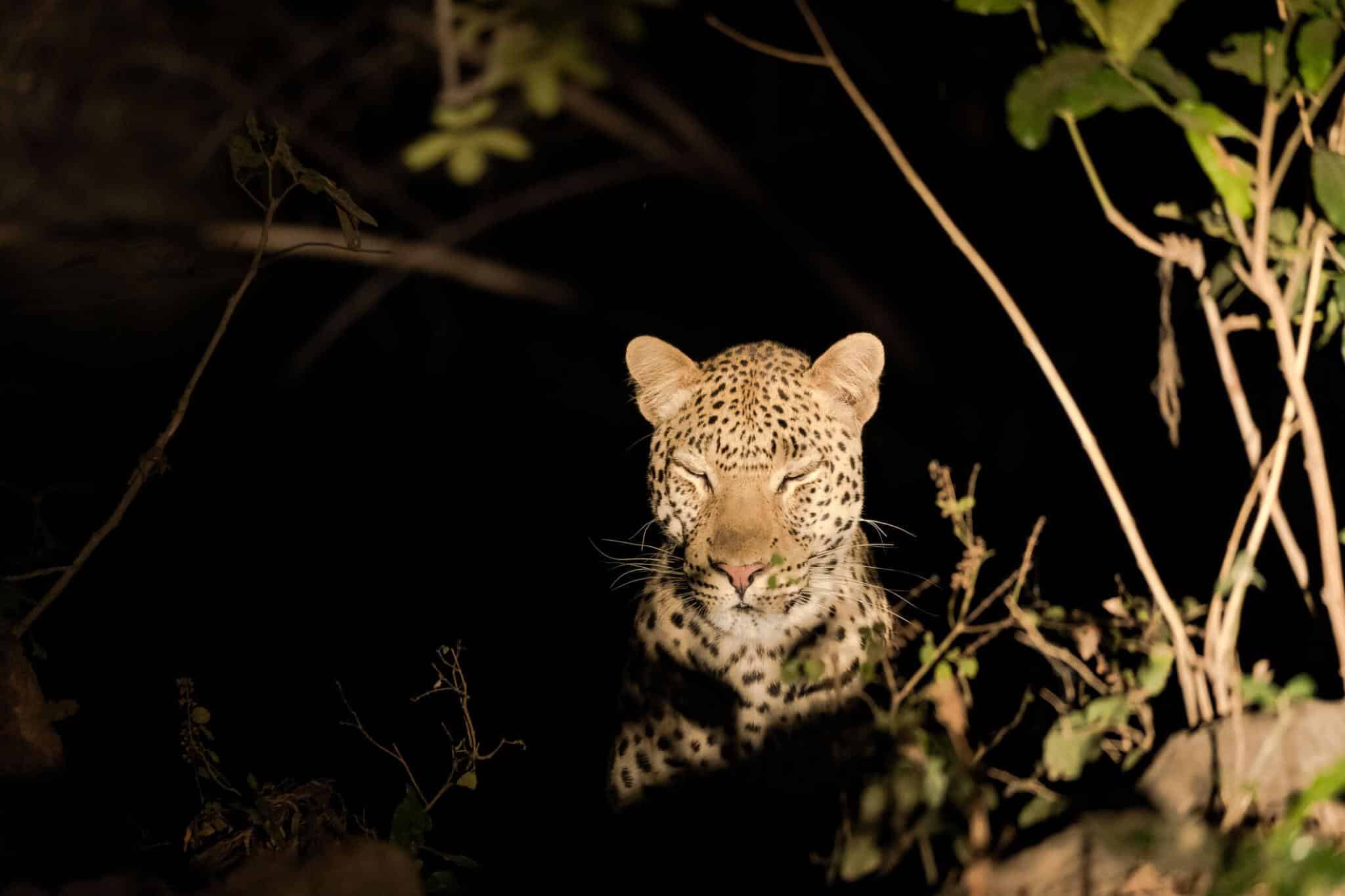 night game drive