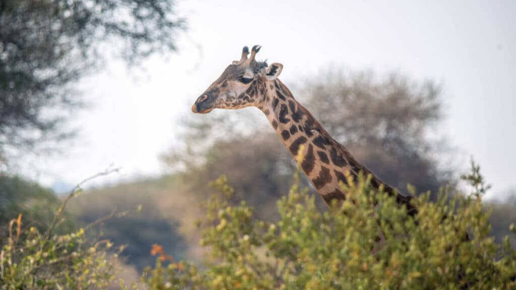 2 Days Ngorongoro Crater and Tarangire from Zanzibar