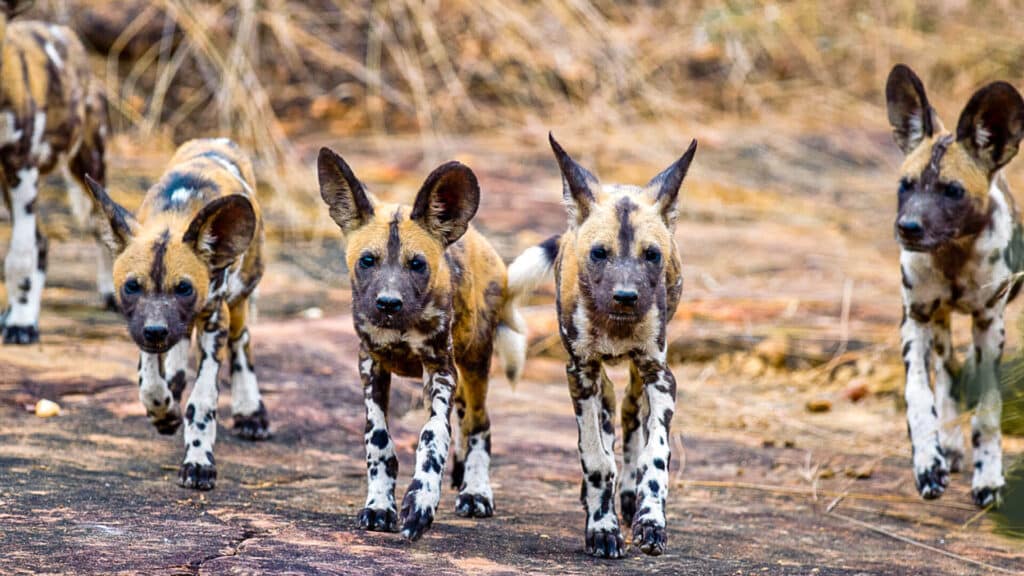 Selous Day Trip from Zanzibar