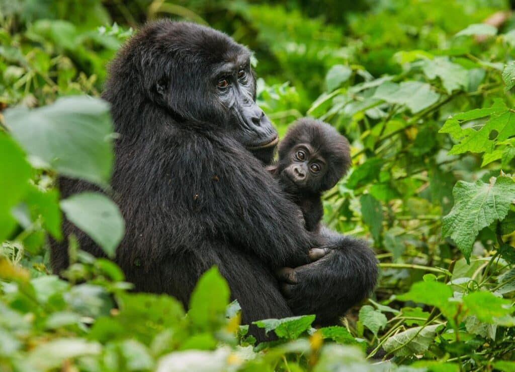 gorilla Tanzania