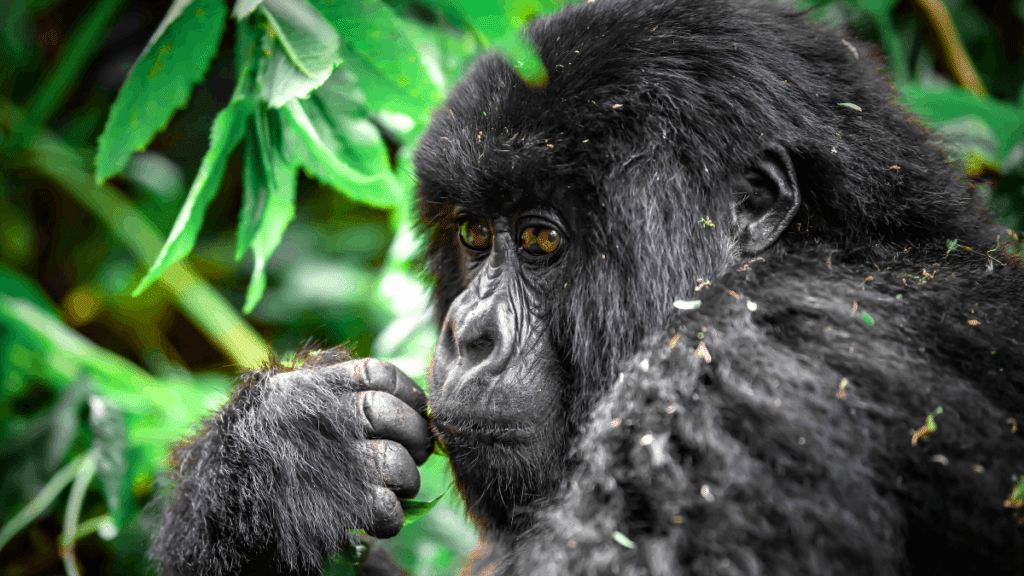 gorilla trekking