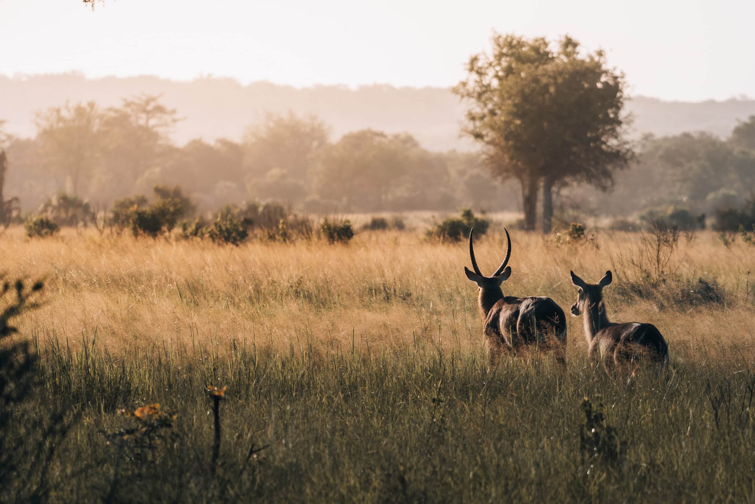 Antelopes at Saadani National Park