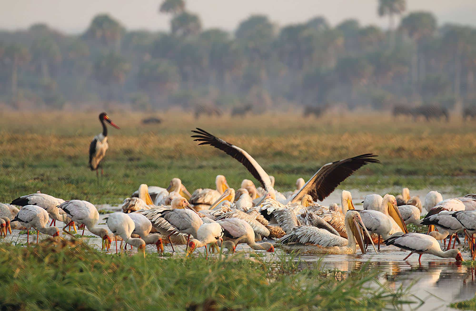 Katavi National Park Pelicans 20