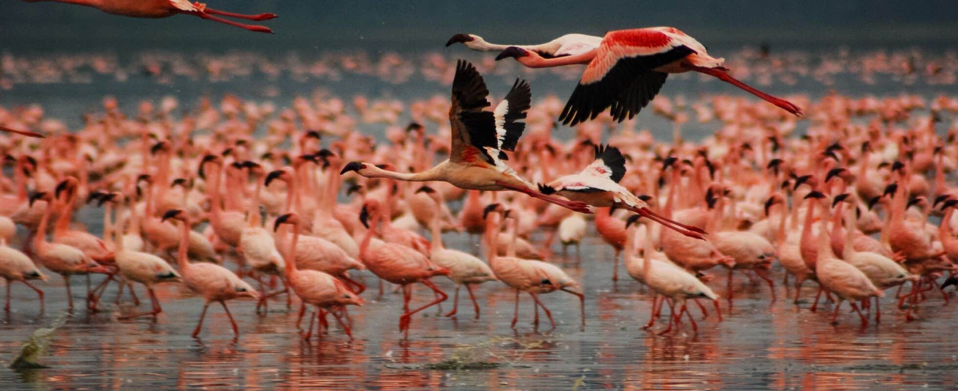 Lake Nakuru flamingo 1960x800