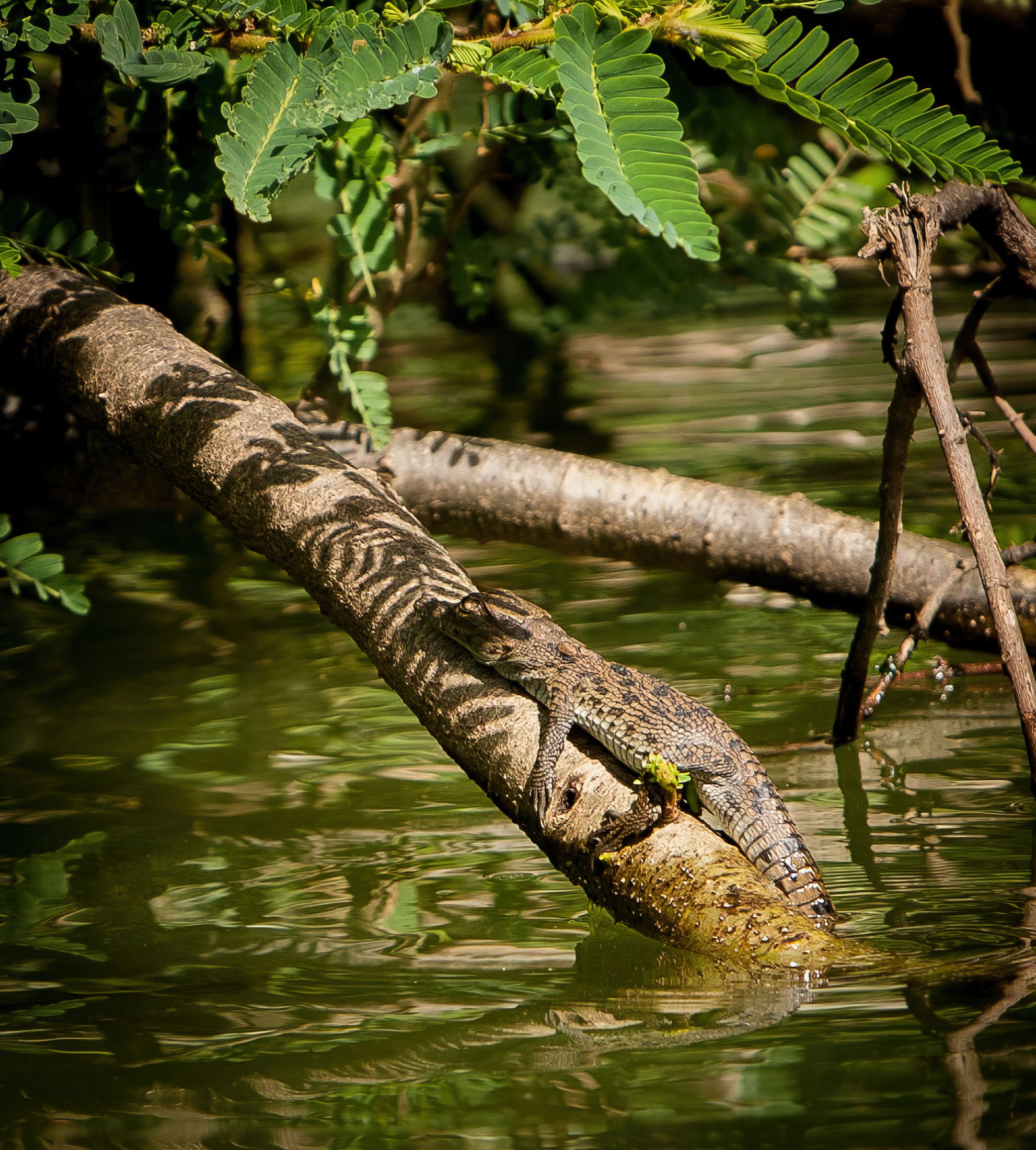 Lizards in Rubondo Island National Park