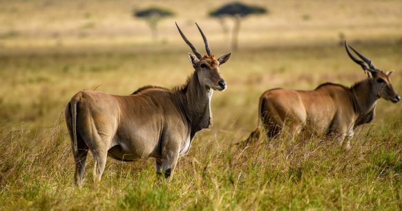 Mkomazi National Park