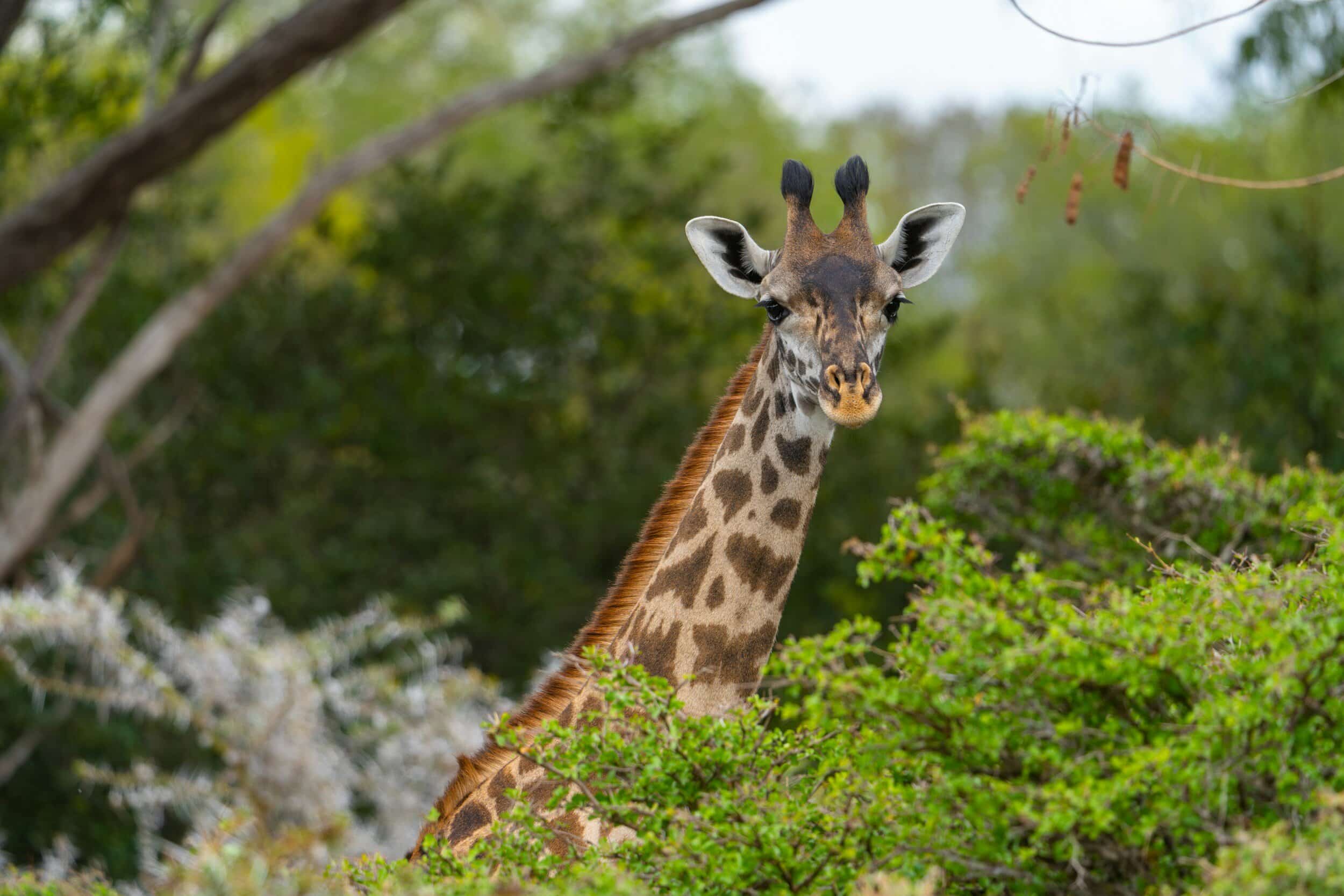 Nyerere National Park (1)