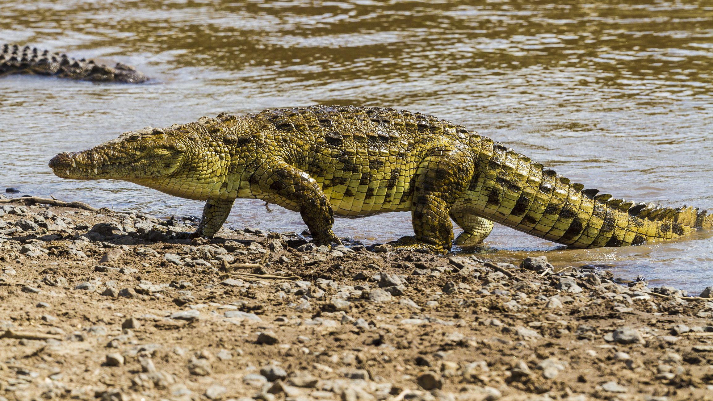 Rubondo Island National Park (1)