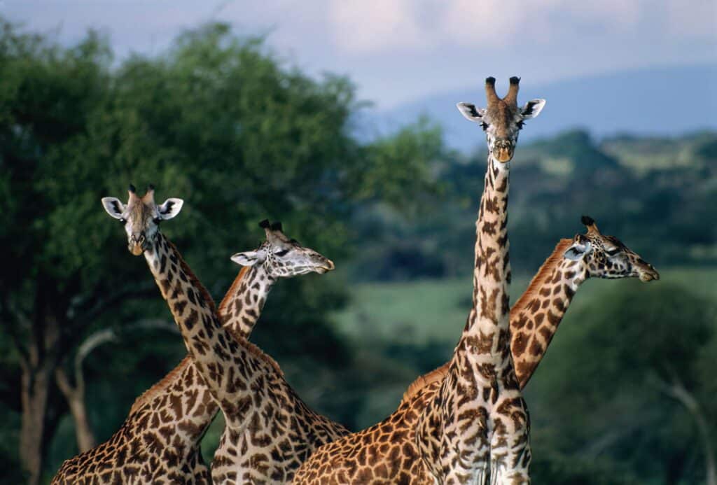 Saadani National Park Giraffe 30