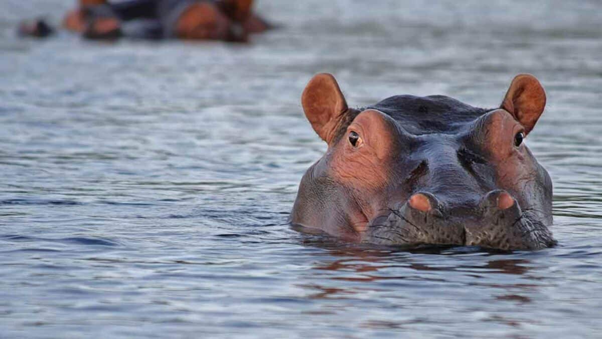 Safari tours to Katavi National Park Tanzania 1200x675