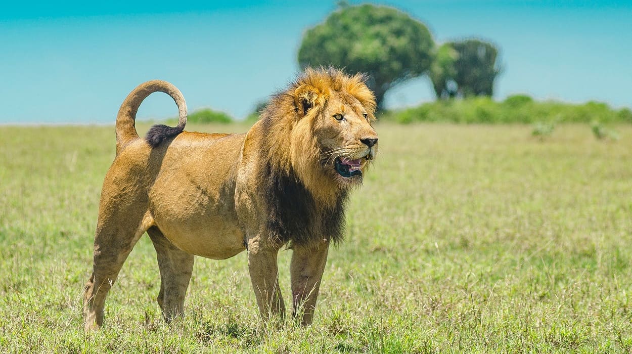 african lions nyerere selous