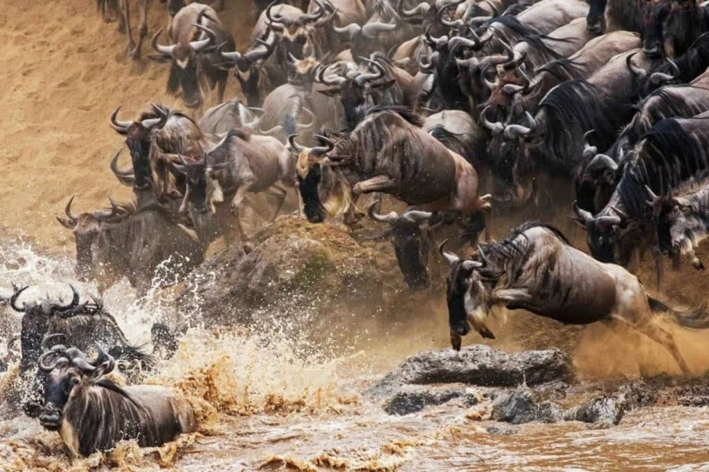 Serengeti Great Migration