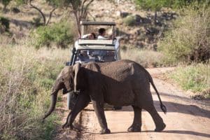 Serengeti Safari