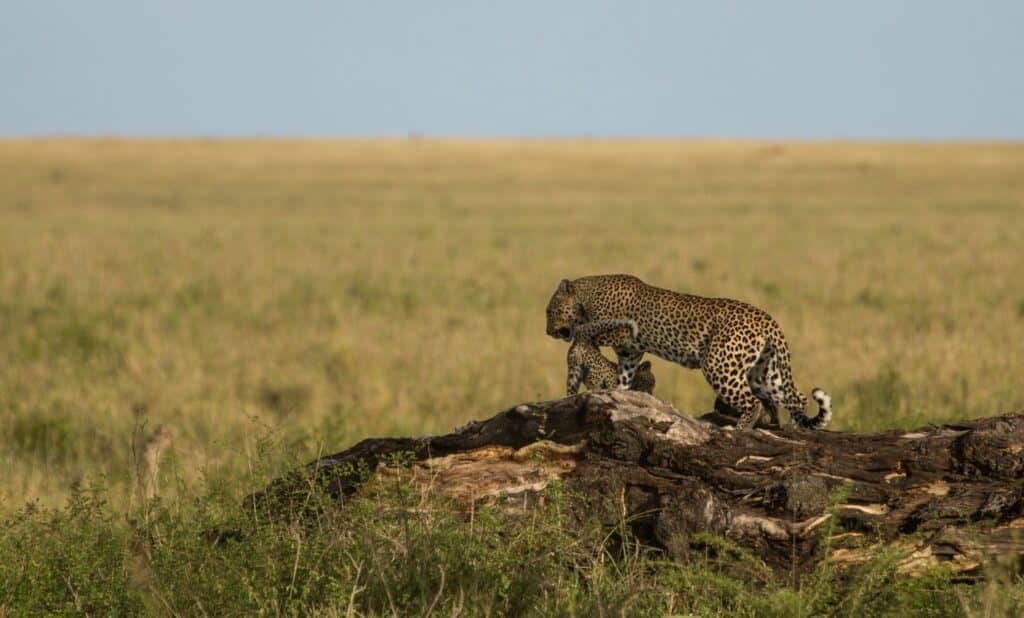 Serengeti safari