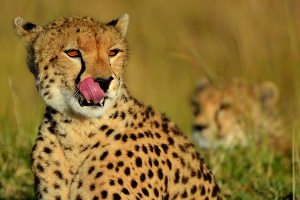 Leopards in Serengeti
