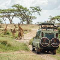 Tanzania Safari