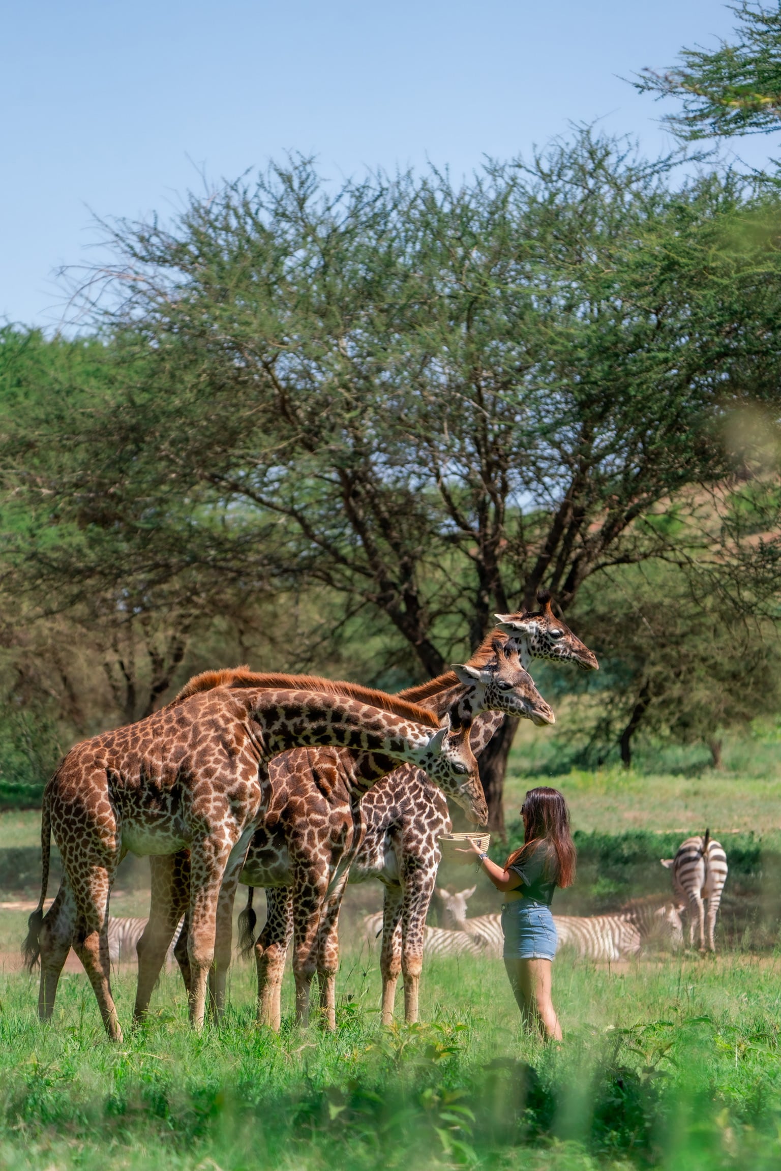 Serval Wildlife Lodge