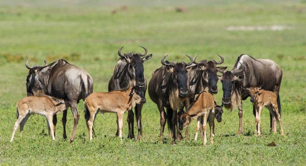When is the best time to visit Ndutu calving season