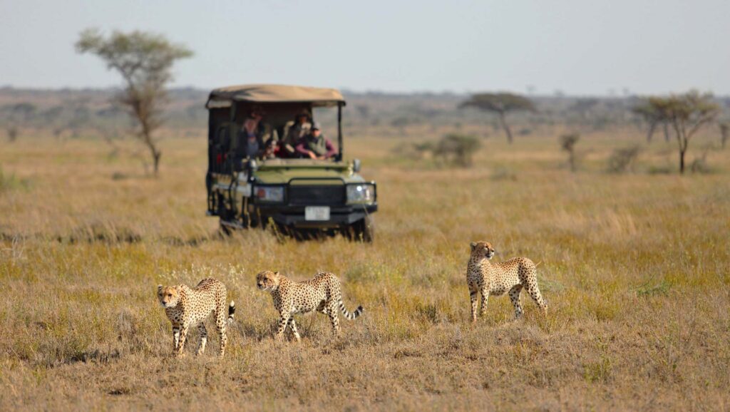 How Do Tanzania Safari Companies Ensure the Safety of Travelers on Their Safari Tours