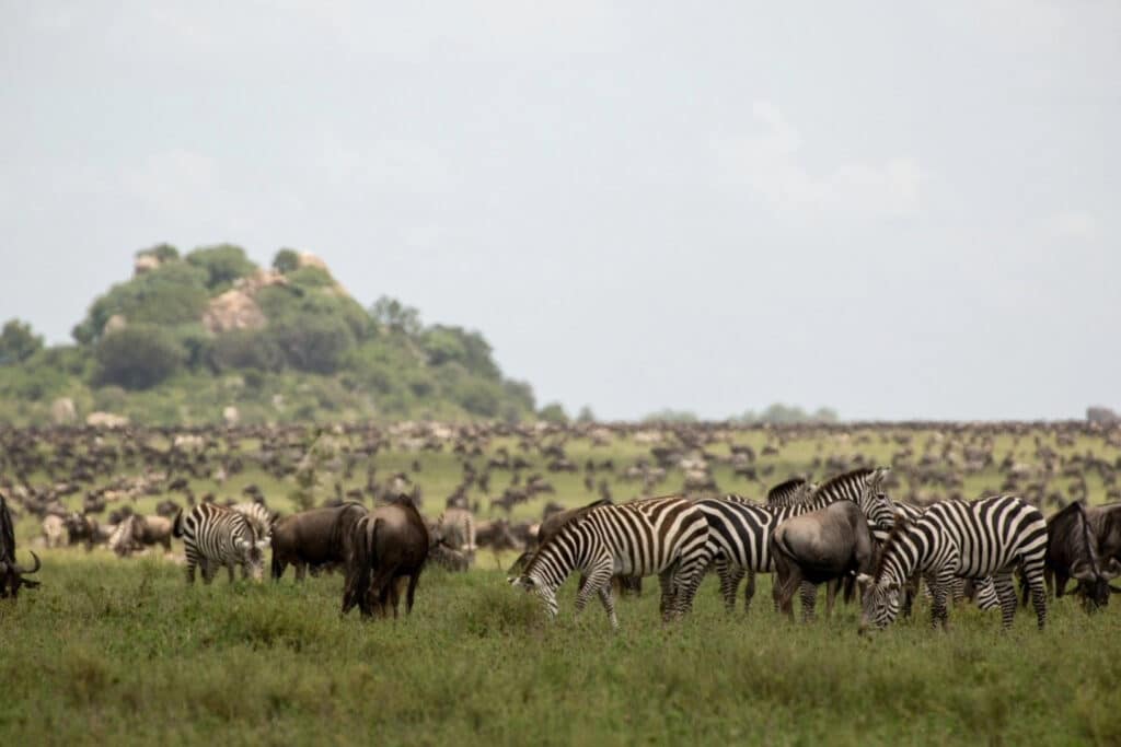 Serengeti Safari Experience