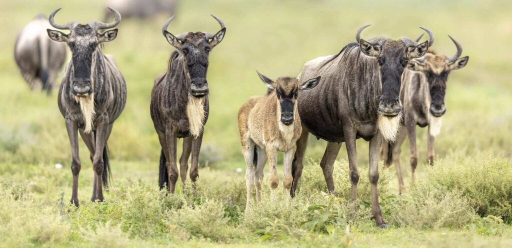 15 Days Tanzania Safari and Zanzibar Holiday Combined