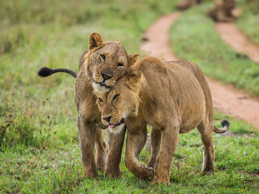 Two,Lionesses,Walk,Along,The,Road ,Africa,In,The,Serengeti