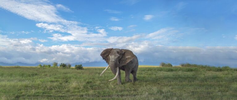 Ngorongoro and Serengeti safari banner new