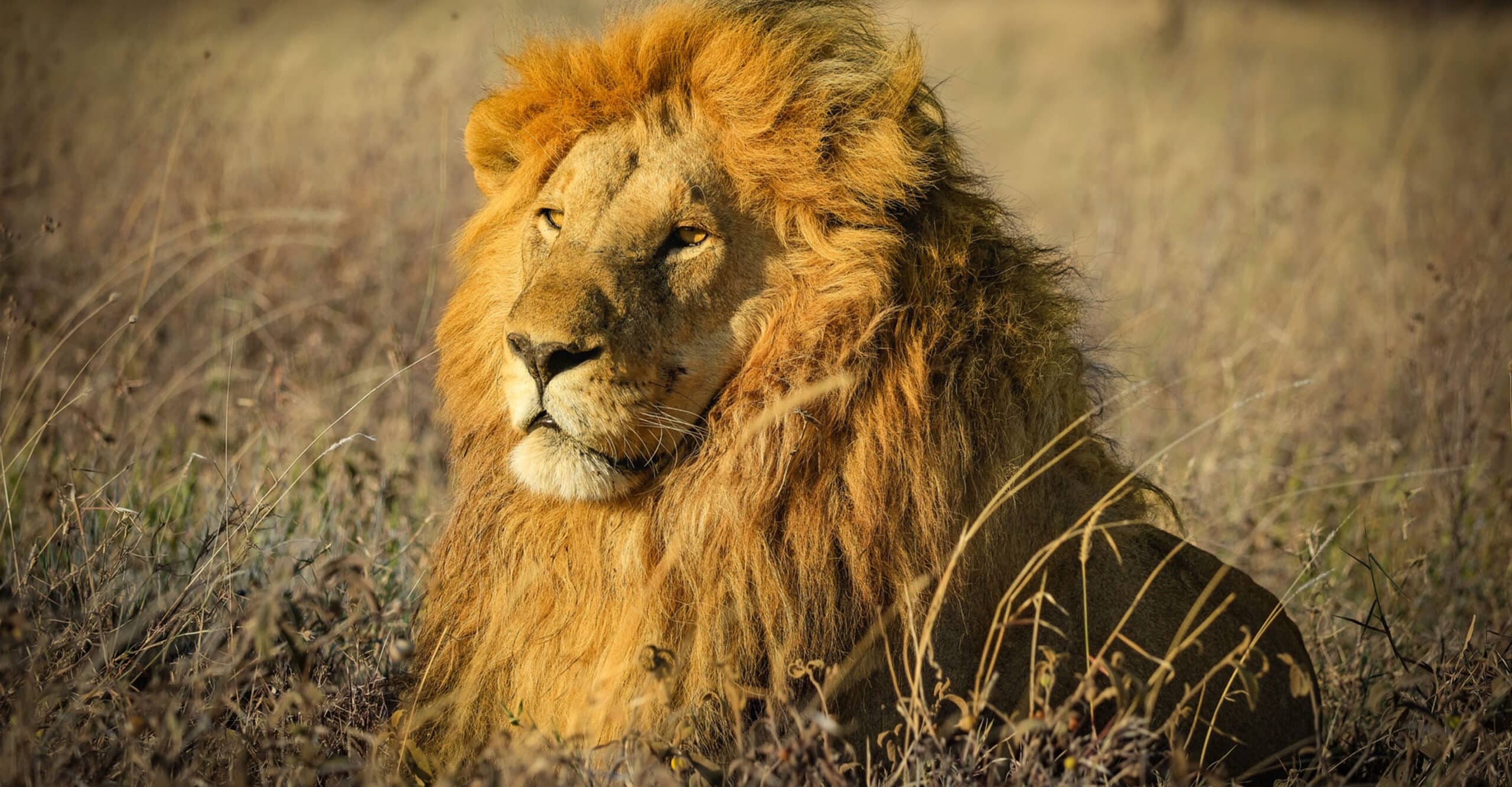 Serengeti National Park Serengeti National Park