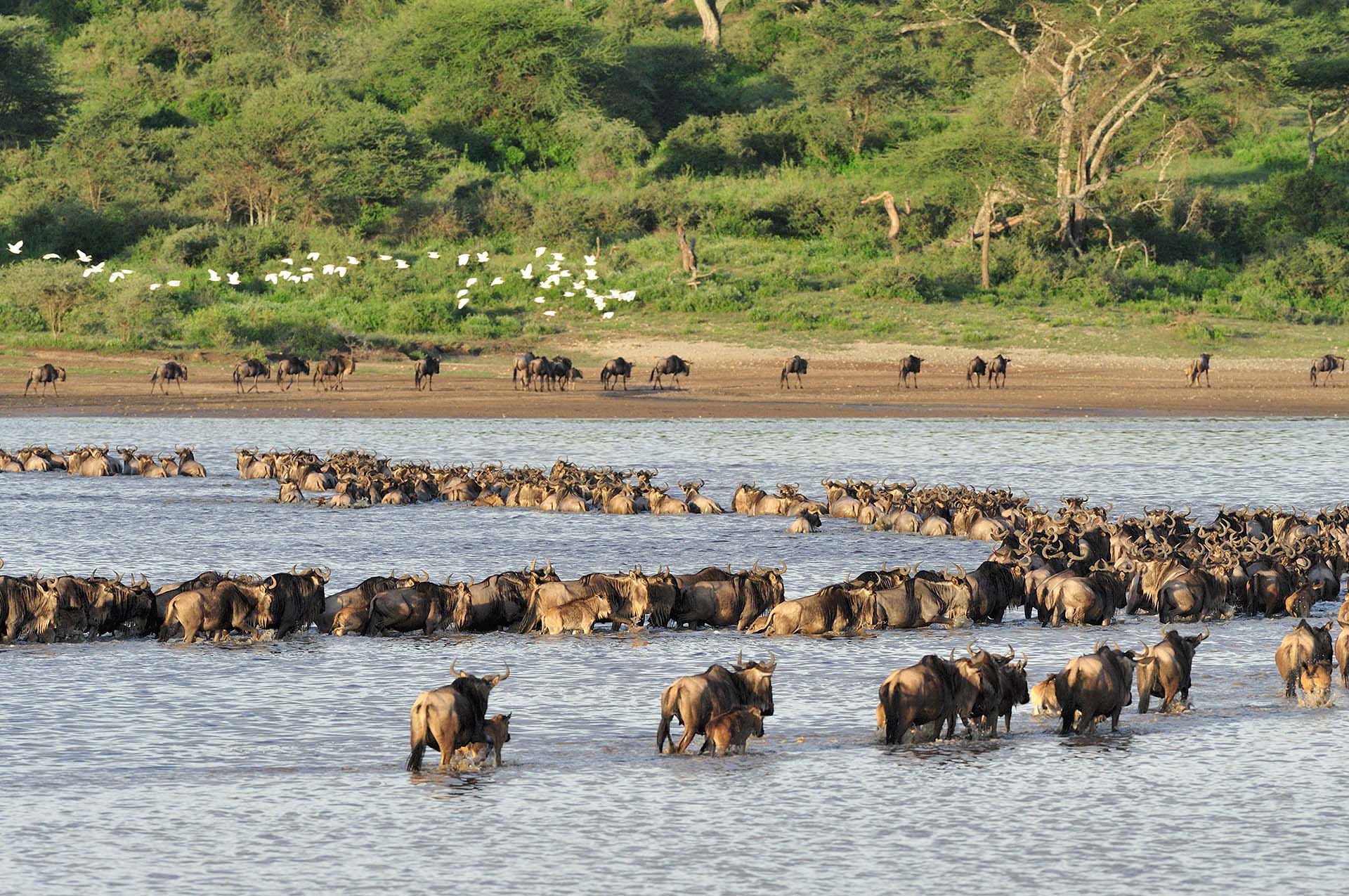 Serengeti National Park Serengeti National Park