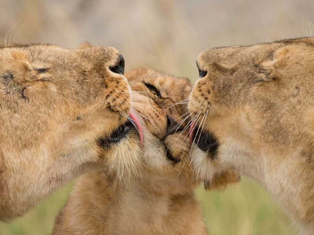 The Most Visited National Parks in Tanzania