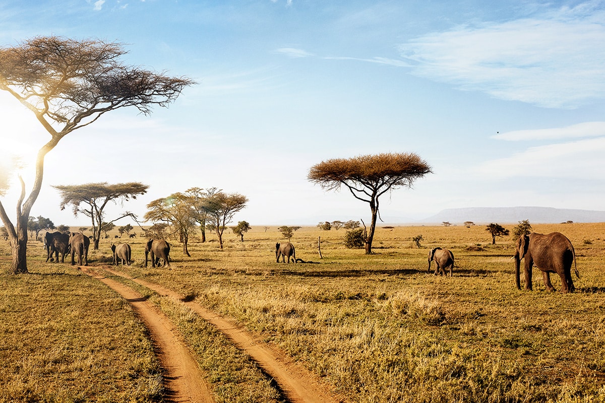 Top 8 National Parks in Tanzania for Children and Families Top 8 National Parks in Tanzania for Children and Families