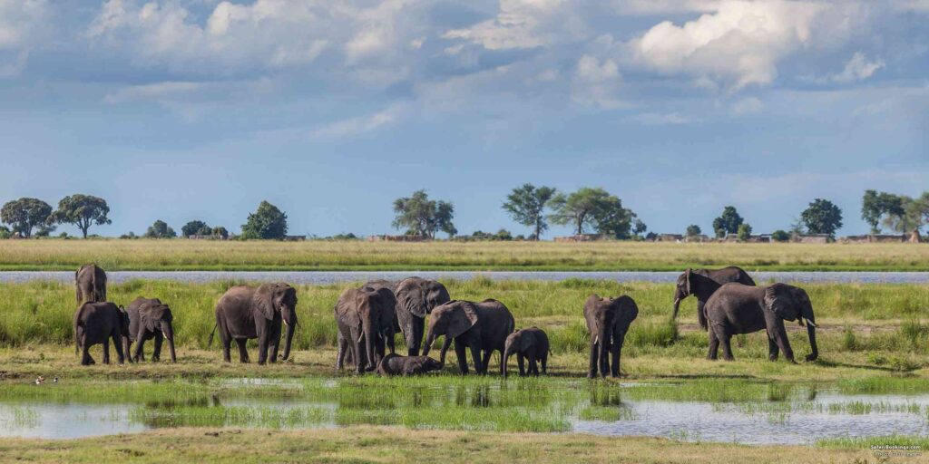What Is the Best Country for an African Safari