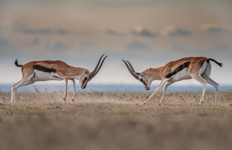 serengeti gazelle gazelles fight1 social copy